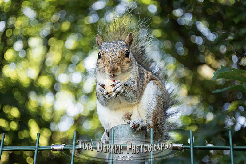 Jazzy Squirrel