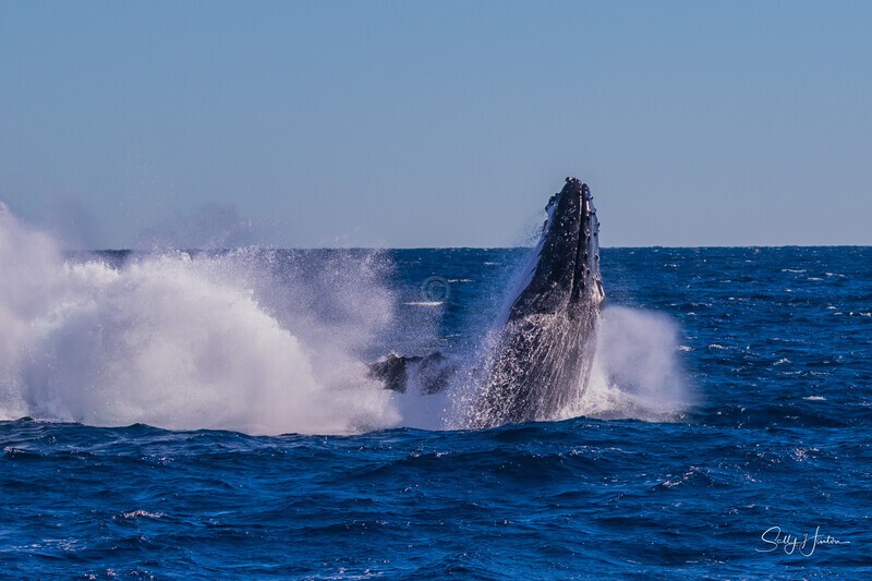 Double Breach 9. 0A3A2740 - 2025 Whales