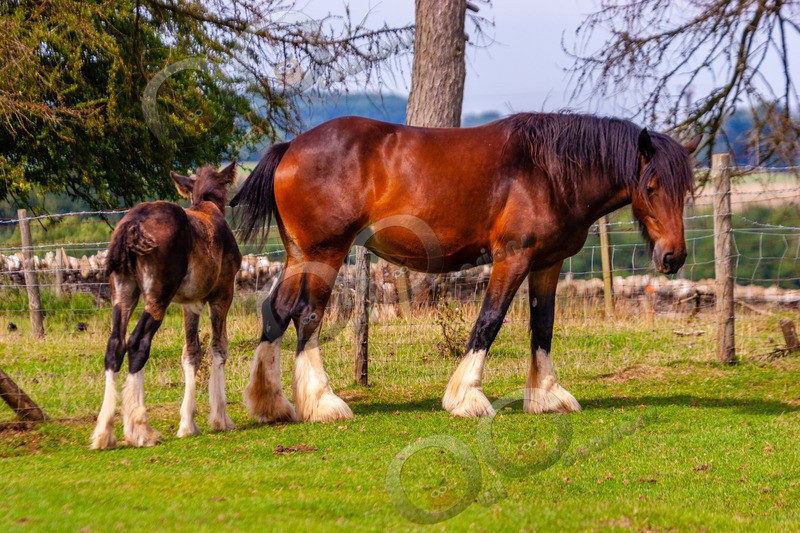 Shire Horse 0041 - Pet Photography