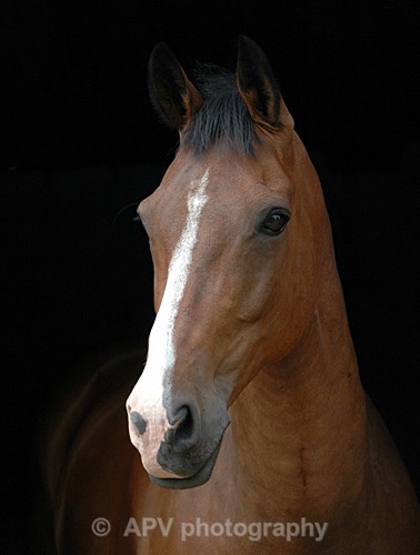 Waiting.. - Horses'n'Ponies