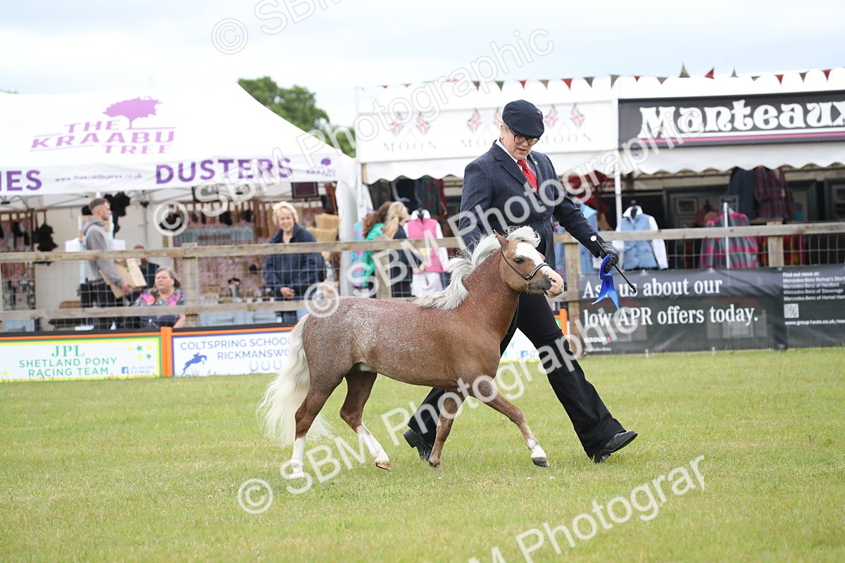 SBM_03850 - Class 23-25 - British Miniature Horse of the Year