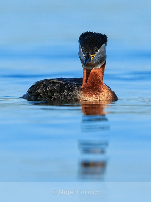 Red-necked Grebe, Farmoor Reservoir - Red-necked Grebe