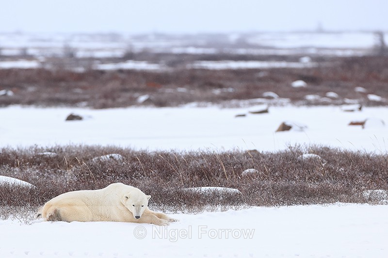 Polar Bear outstretched on snow, Churchill, Canada - Polar Bear