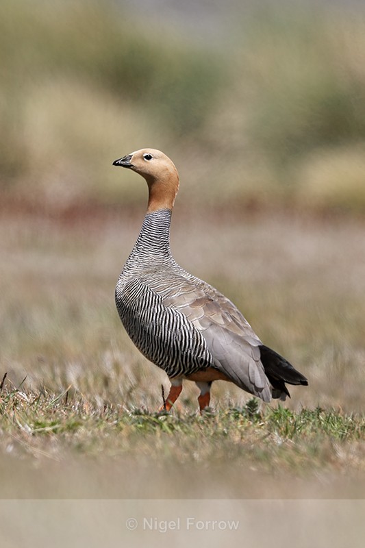 Ruddy-headed Goose, Carcass Island, Falkland Islands - Ruddy-headed Goose