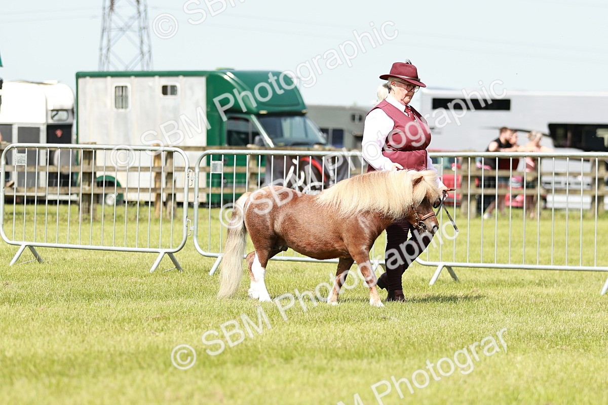 SBM_01951 - Class 14-23 - Mountain & Moorland In Hand Non Welsh