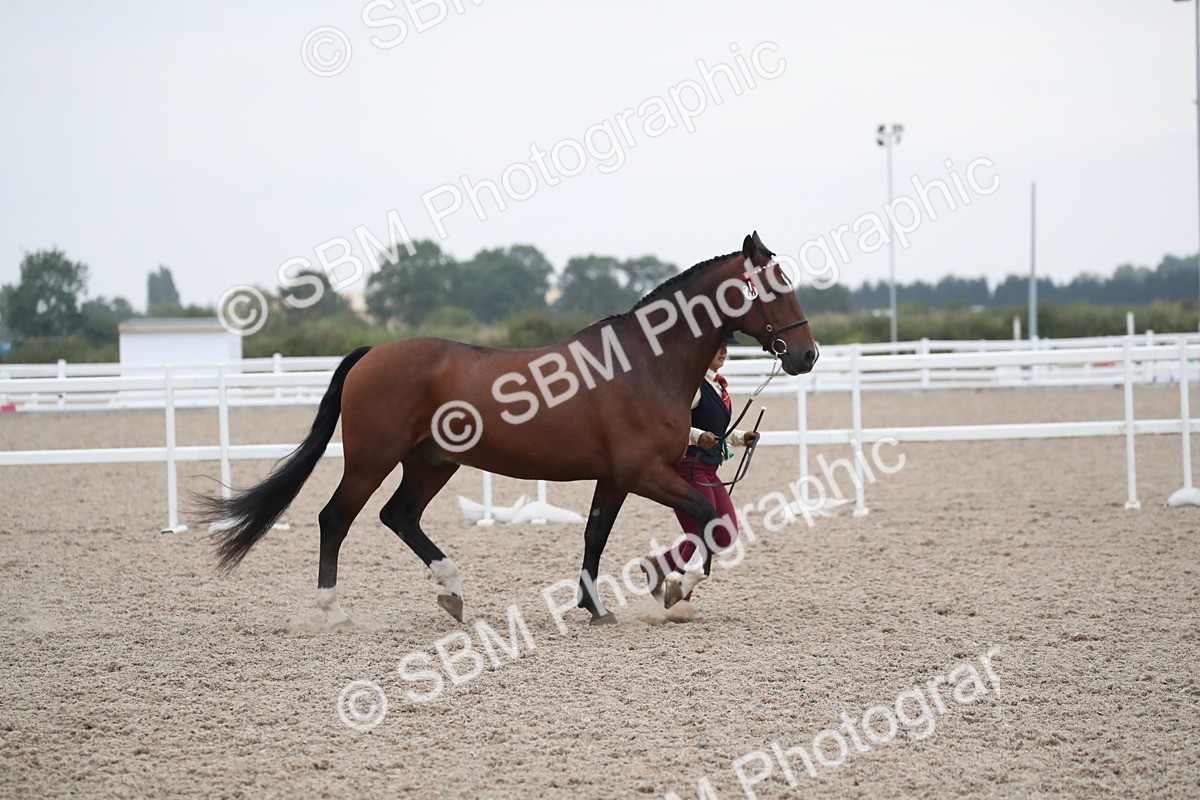 SBM_18435 - Class 318 IH Part bred Horse/Pony