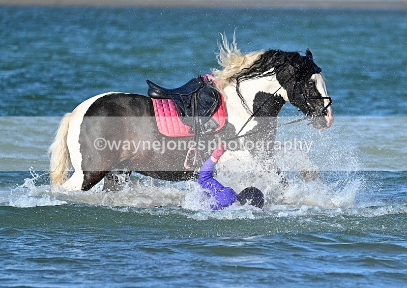 WJ7_3537_1 - Kellie & Churchill ... do Hayling Island 25-08-24