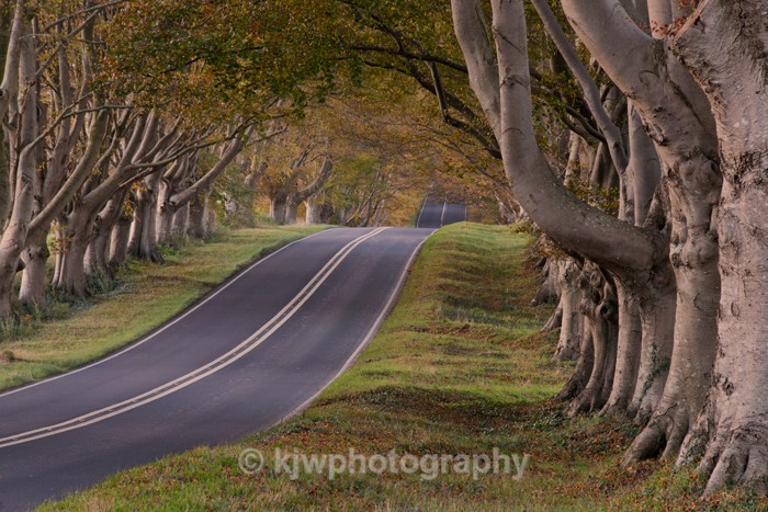 Beech Tree Avenue - Gallery 4