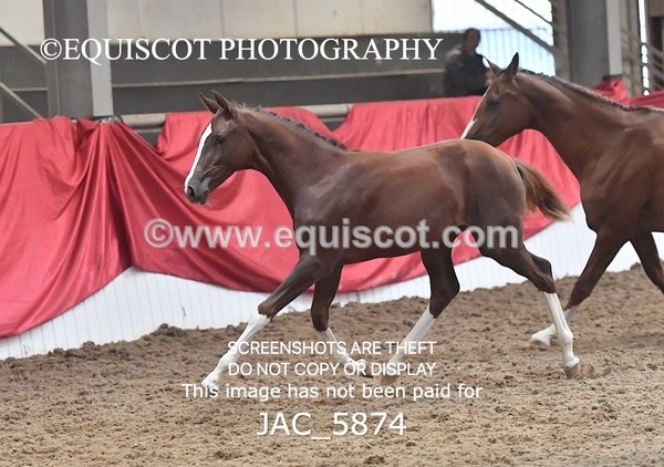 JAC_5874 - 11 Pandora of Westoak