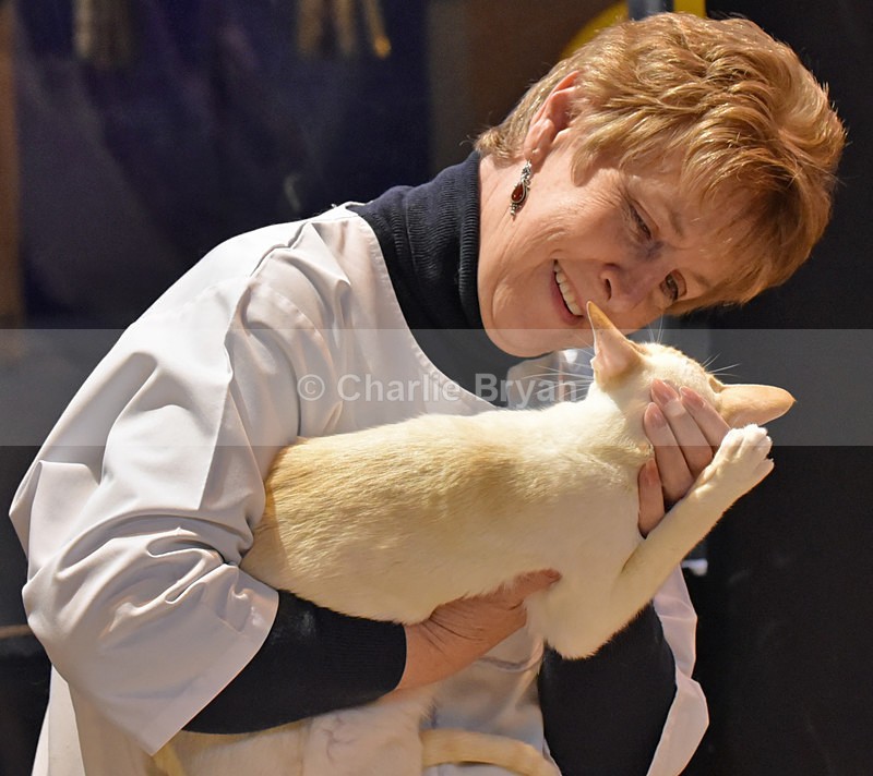  - 40th Supreme Cat Show NEC Birmingham