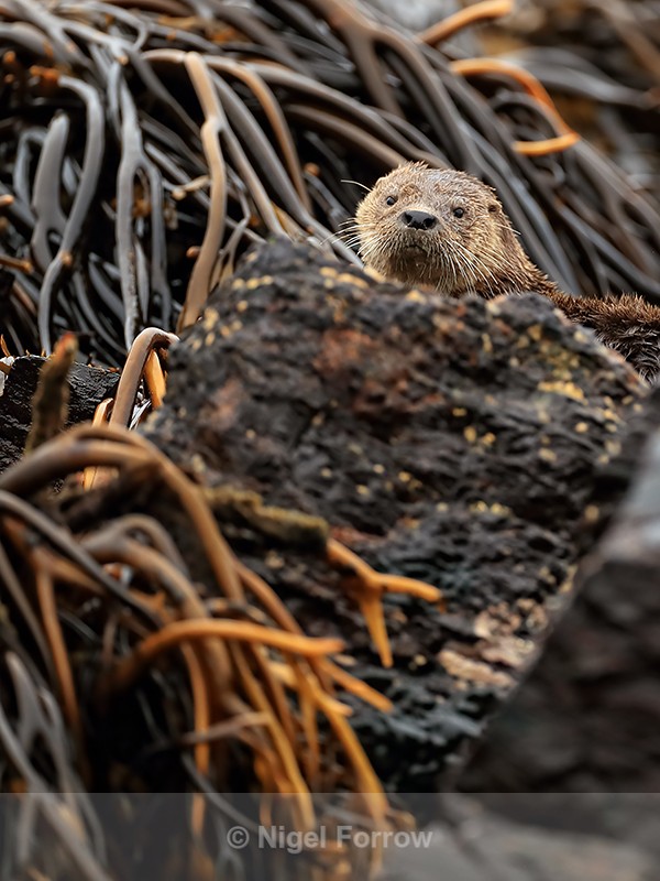 Marine Otter partially hidden, Chile - Otter