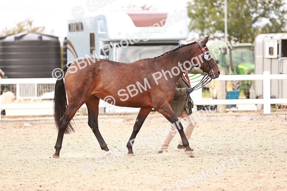 SBM_16277 - Class 413 - Best Condition - Adult