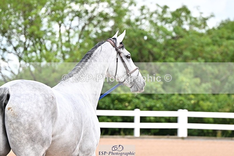 240718A-105236-00905 - Trot Up 11am to 12pm