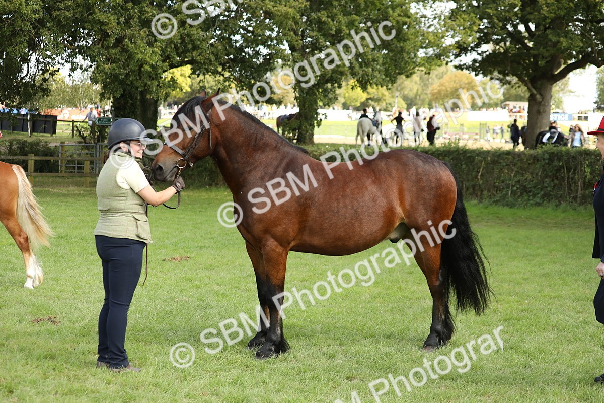 SBM_65491 - S47 - Mountain & Moorland In Hand Large Breeds