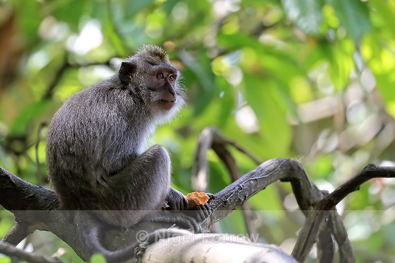 Long-tailed Macaque in tree, Ubud Monkey Forest, Bali - Monkey