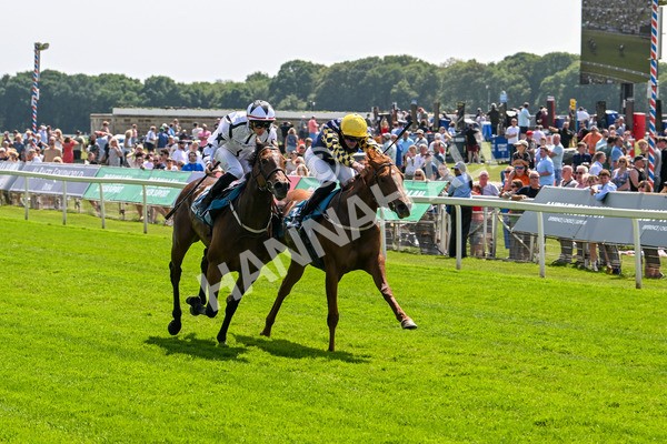 130625-Race 2-Carnation Queen-8640 - Race 2 2.25pm Coopers Marquees Rous Selling Stakes