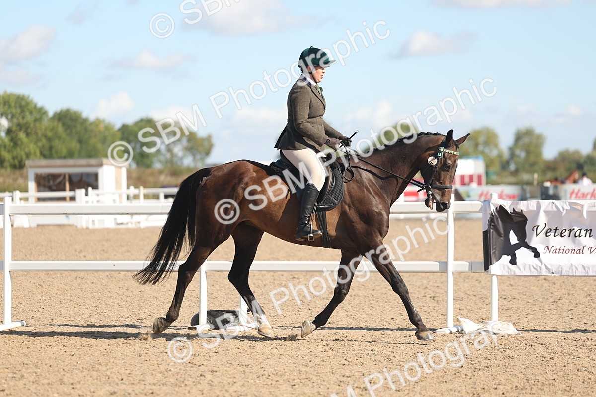 SBM_13012 - Class 305 - Ridden Foreign Breed Pure Bred