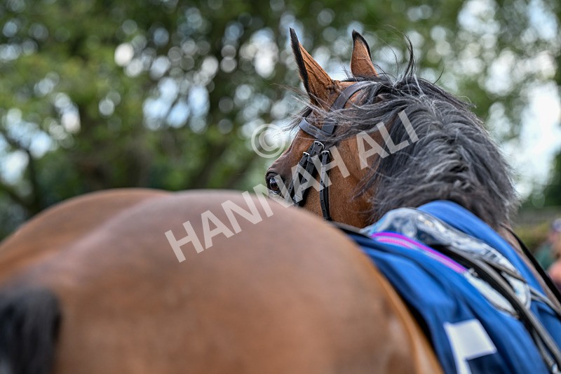 300826-Race 2-Jm Jungle-9757 - Race 2 2.15pm William Hill Beverley Bullet Sprint Stakes