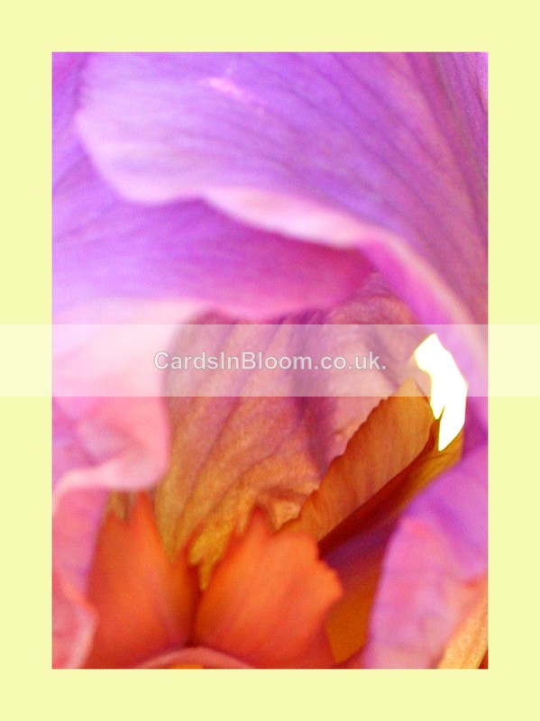 003  Bearded Iris - IRIS EXHIBITION