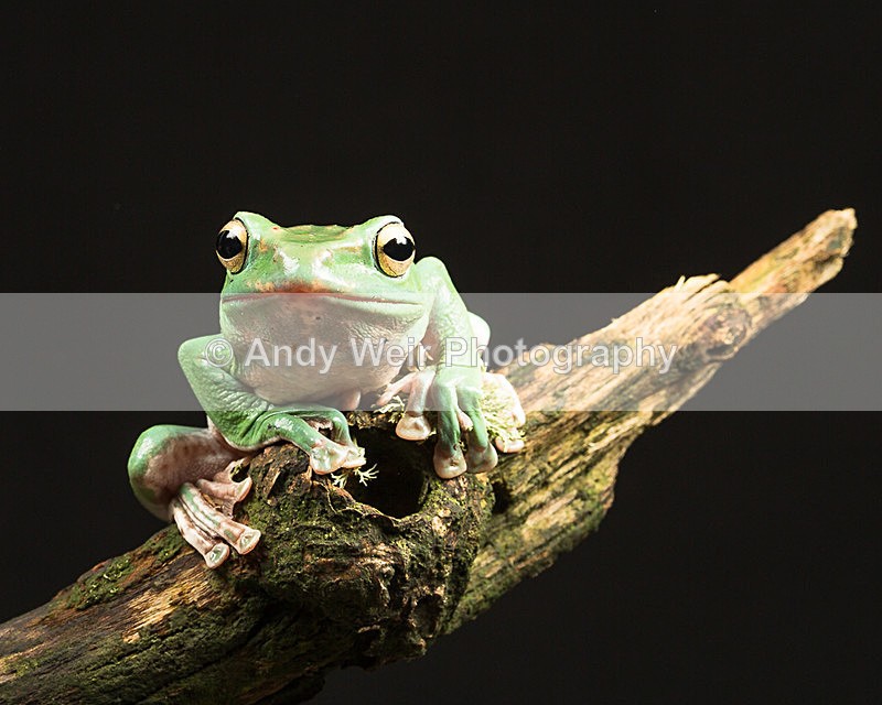 20140325-3K8A9533 - Frogs & Toads