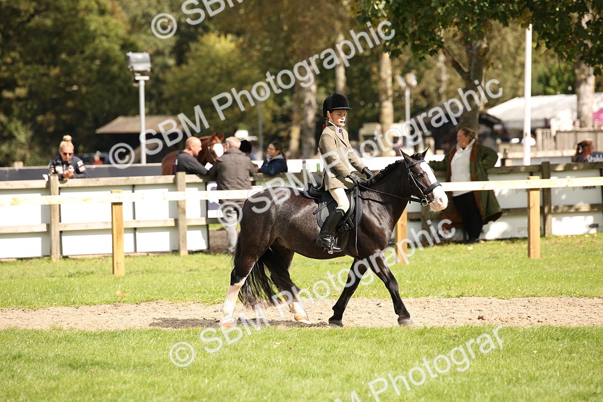 SBM_42277 - S13 - Pony Club Pony