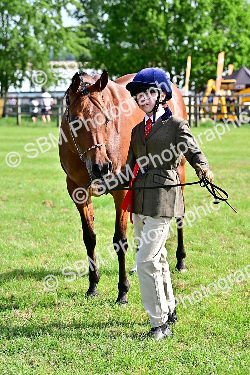 SBM_01055 - Class 46-49 - Arab and Part Bed-Anglo Arab In Hand