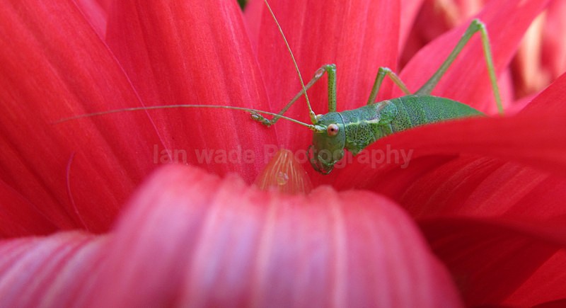  - Insects & Snails, Great Britain