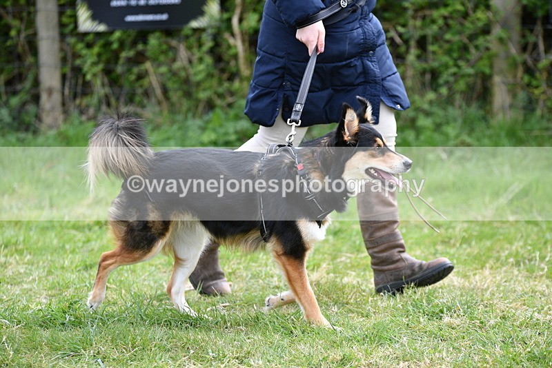 WJ5_9518 - Class 3 Most Handsome Dog