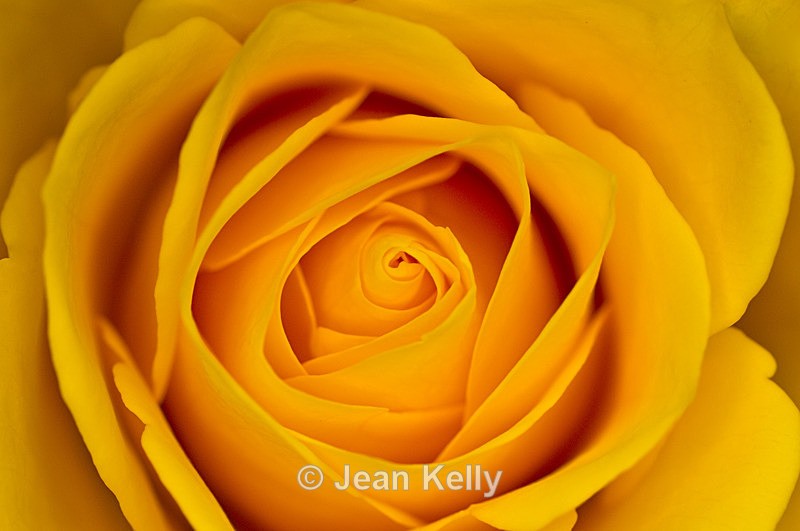 Flower - 6543 - Yellow