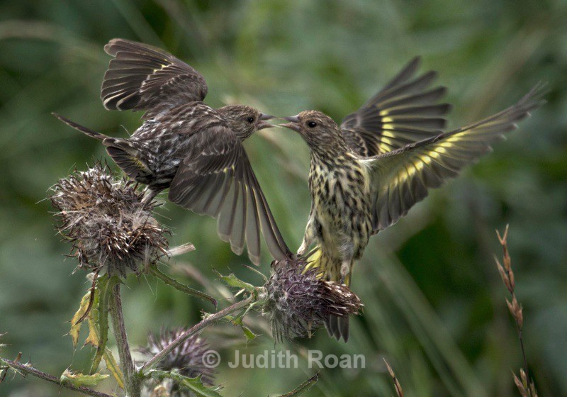 Pine Siskins fighting over thistle - Backyard Birds of the Pacific Northwest