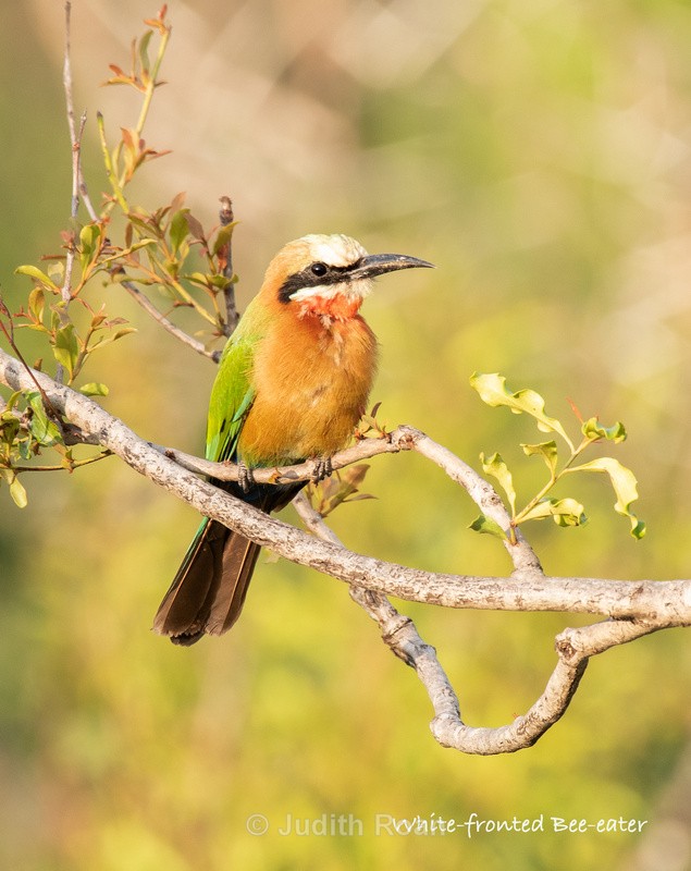  - South Africa Birds and Mammals