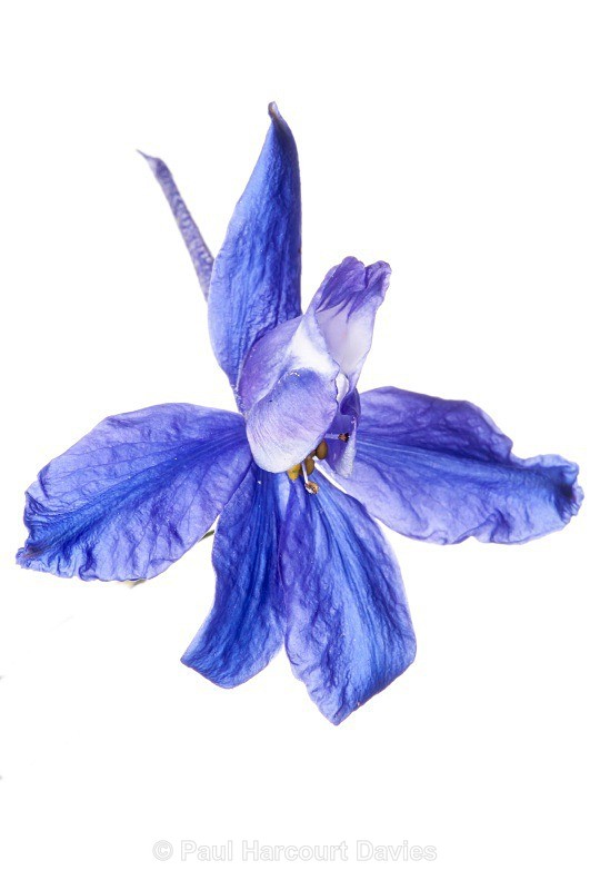 Forking Larkspur (Consolida regalis) - Plants - WB