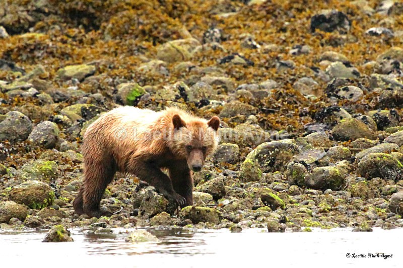 IMG_8182 British Columbia - Bears