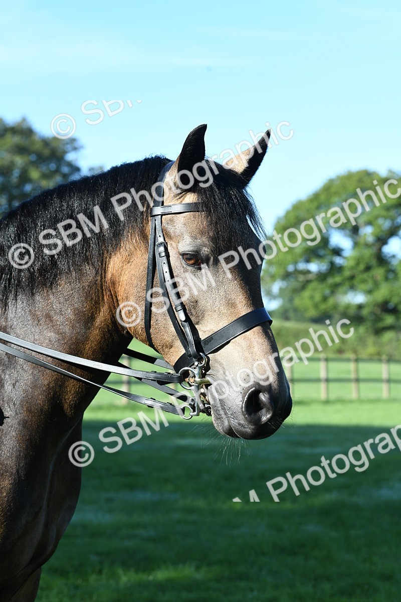 SBM_34061 - S16 - Condition & Turnout - Ridden