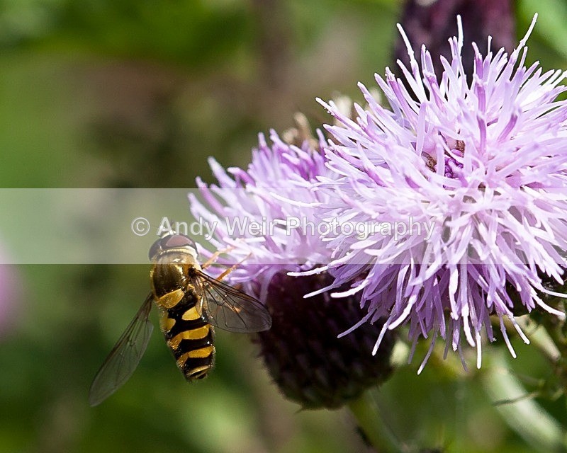 20110730-IMG_6199 - Insects