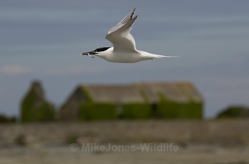 Sandwich Tern, Cemlyn Bay, Anglesey, North Wales - Terns, Sandwich, Artic and Common