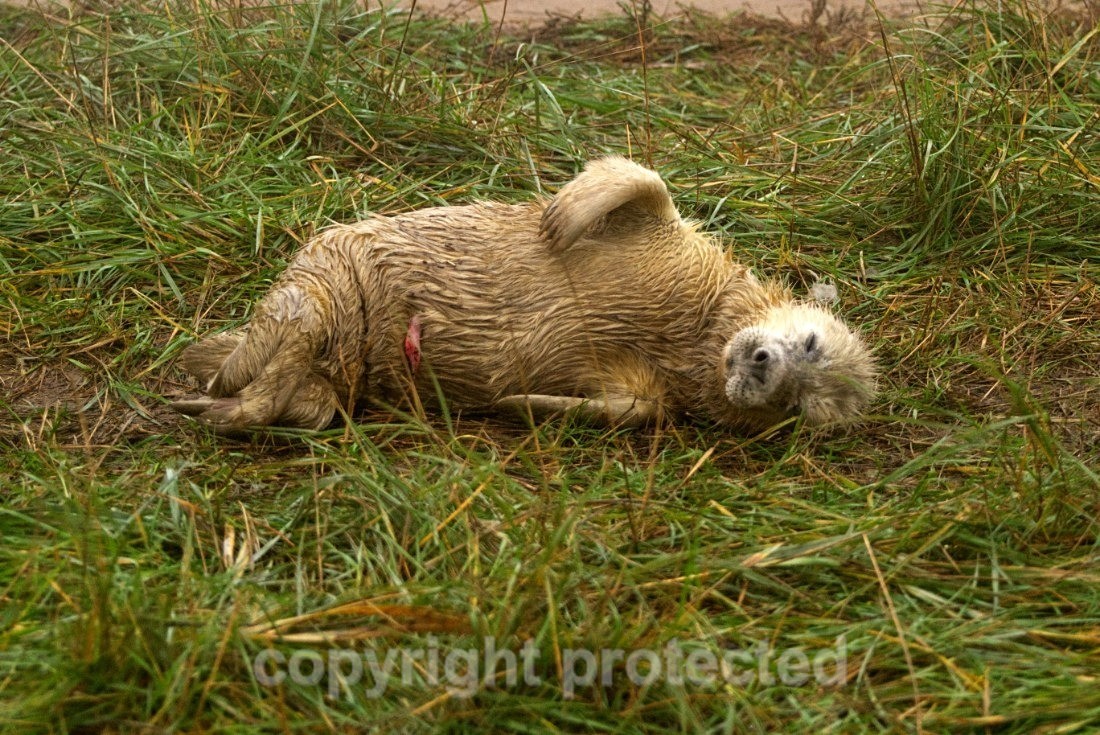 Grey Seal Pup - Lincolnshire - Mammals