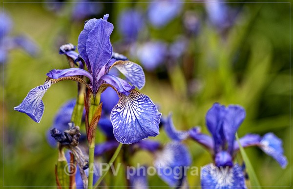  - Forde Abbey