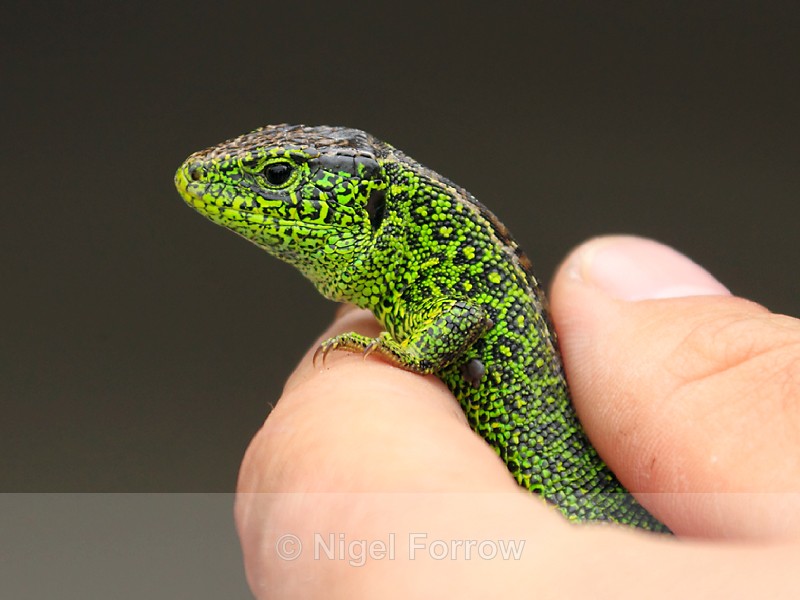 Sand Lizard (breeding male), Arne RSPB, Dorset - REPTILES & AMPHIBIANS