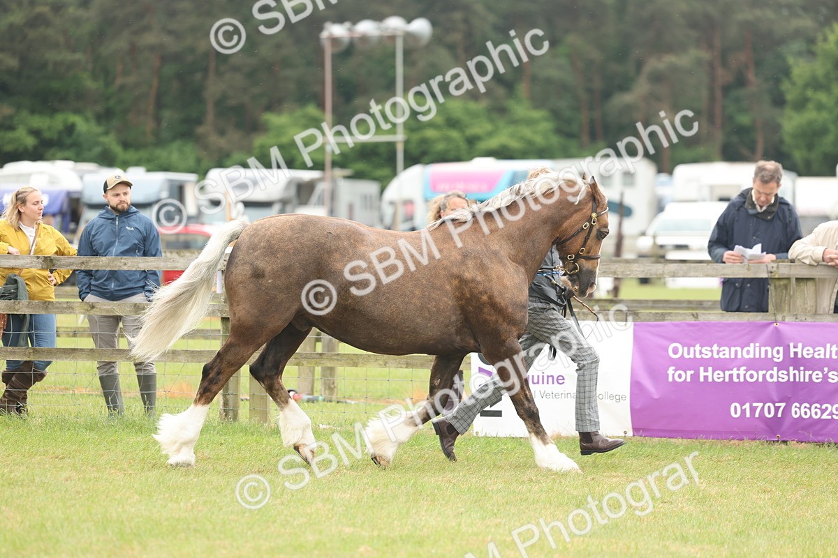 SBM_04906 - Class 50-57 - M&M Welsh Pony In Hand