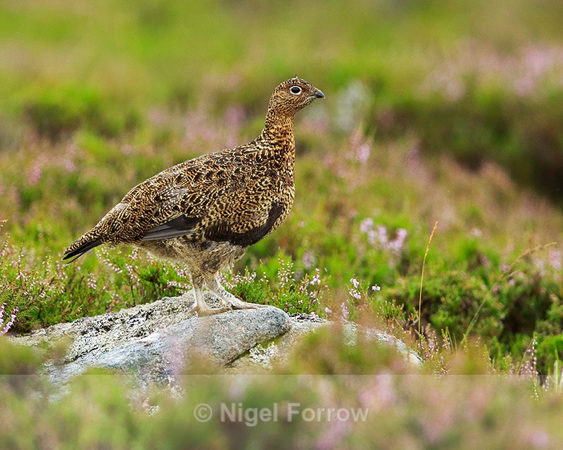 Red Grouse (female) standing on a rock, Scotland - Red Grouse