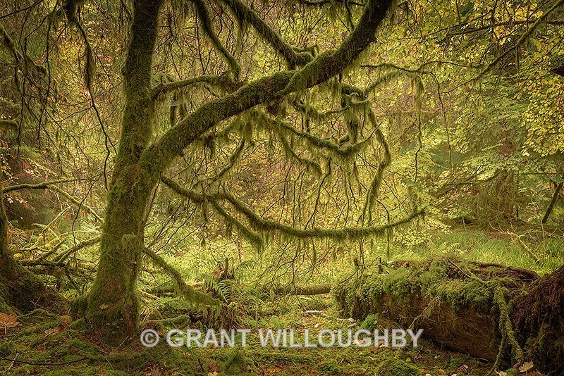 Relig Glen Lichen - Latest work