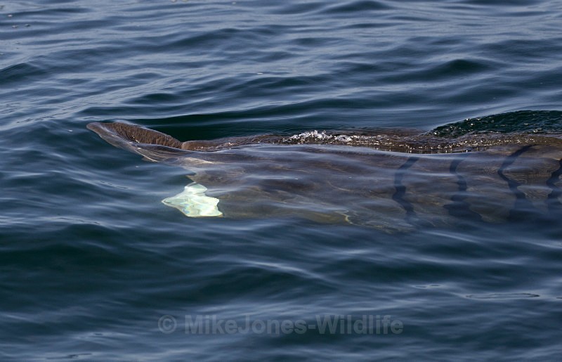 Basking Shark, Isle of Mull, Scotland - Basking Sharks ( ISLE OF MULL, SCOTLAND )