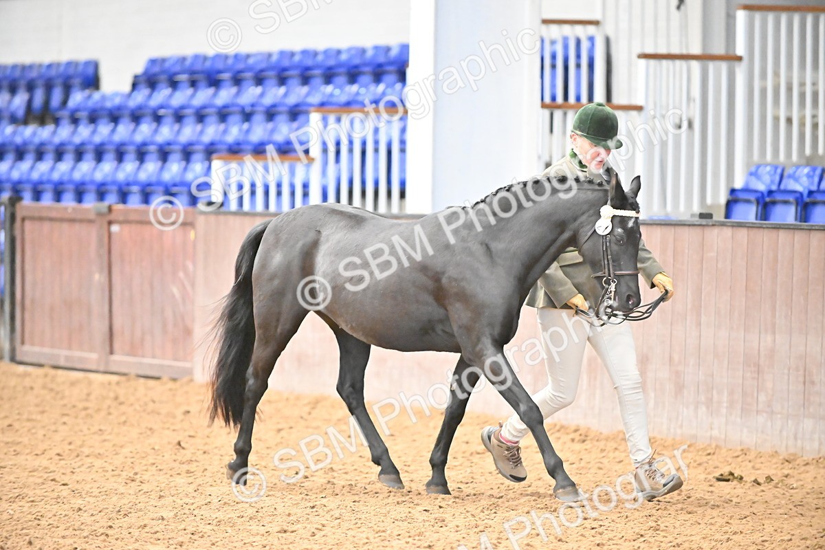 SBM_000725 - Class 14 - SSADL In Hand Championships