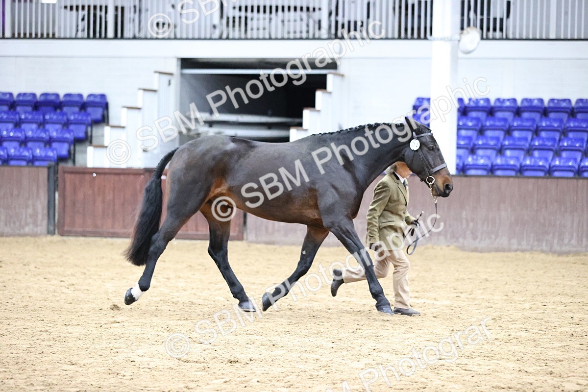SBM_5750 - Class 3 - BSHA In Hand Show Hunter