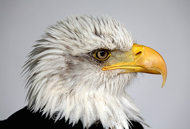Bald Eagle - Wild Birds