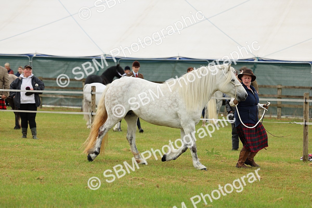 SBM_00538 - Class 58-67 - M&M Non Welsh Pony In hand