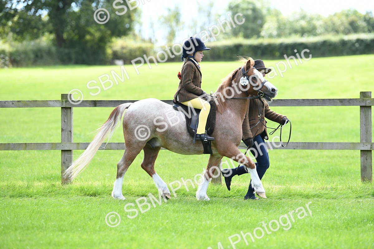 SBM_42499 - S20 - Lead Rein Mountain & Moorland Pony