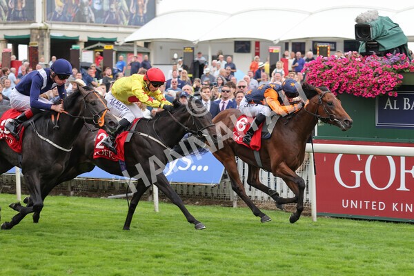 yr19082021r2-23 - Race 2 2.25pm Goffs UK Premier Yearling Stakes