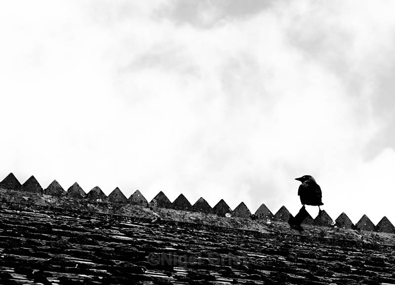 Rooftop perch - Wildlife